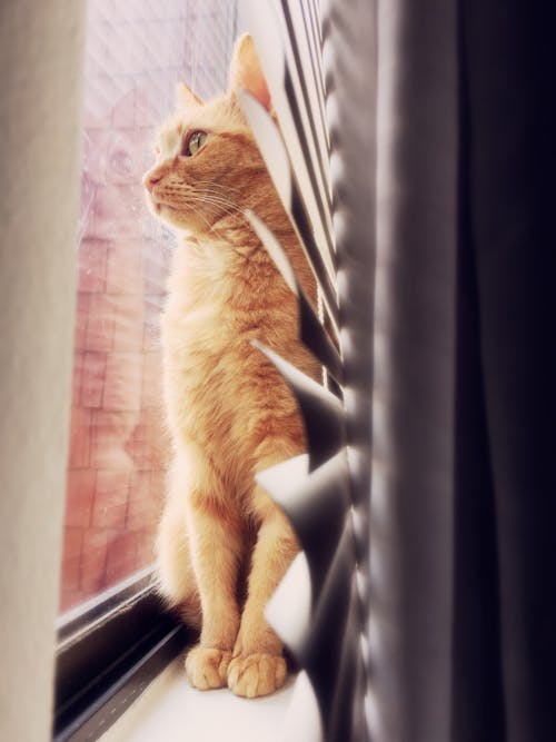 Free stock photo of cat, eyeglasses, glass window