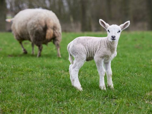 Free Young lamb standing on vibrant green grass in a rural spring setting. Stock Photo