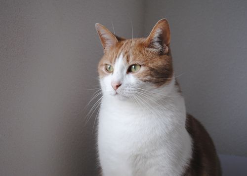 Free Close-up of a ginger and white cat sitting indoors, looking thoughtful. Stock Photo