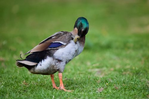 Free A male mallard duck with vibrant plumage preening on grass outdoors. Stock Photo
