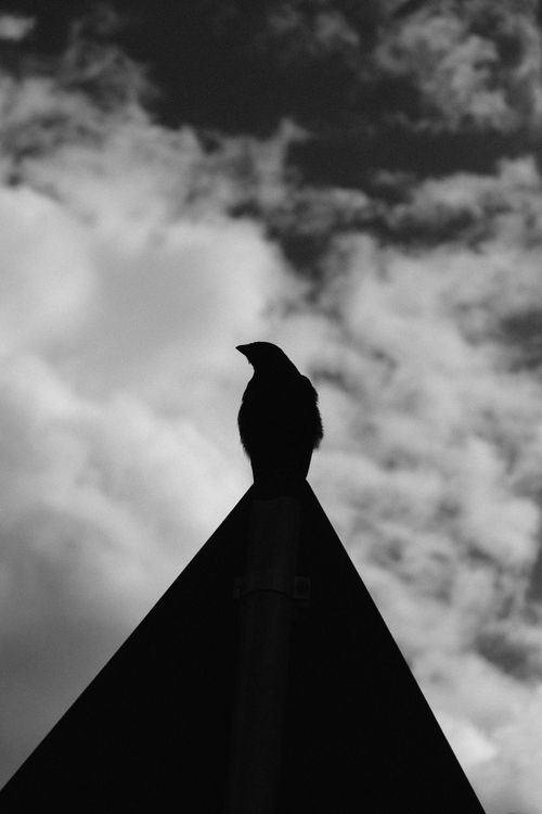 Free Black and white silhouette of bird perched on a signpost against a cloudy sky, capturing a dramatic mood. Stock Photo