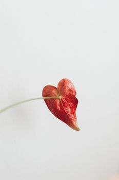 Minimalist shot of a vibrant red anthurium flower with white background, showcasing simplicity and elegance.