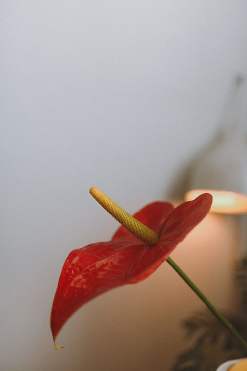 Free A stunning red Anthurium flower with a long spadix captured in an indoor setting with soft lighting. Stock Photo