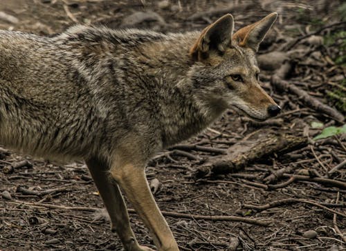 Základová fotografie zdarma na téma Aljaška, intenzivní, kojot