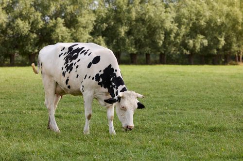 Free A peaceful Holstein cow grazing on lush green grass in a rural pasture. Stock Photo