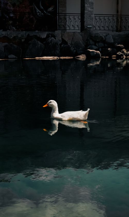Free White duck gracefully swims on a tranquil pond in Battalgazi, Türkiye, reflecting nature's calm beauty. Stock Photo