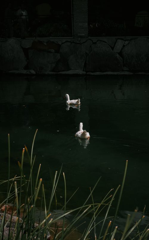 Free Two white ducks peacefully float on a serene natural pond surrounded by lush vegetation. Stock Photo