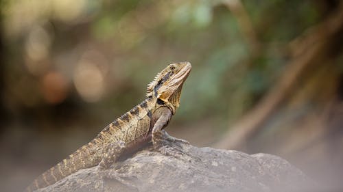 灰色の岩のひげを生やしたドラゴン