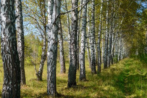 Free Peaceful birch forest pathway with dappled sunlight in early autumn. Stock Photo