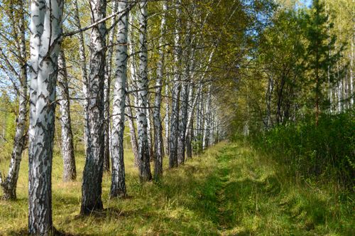 Free A serene path through a birch forest with golden autumn leaves and dappled sunlight. Stock Photo