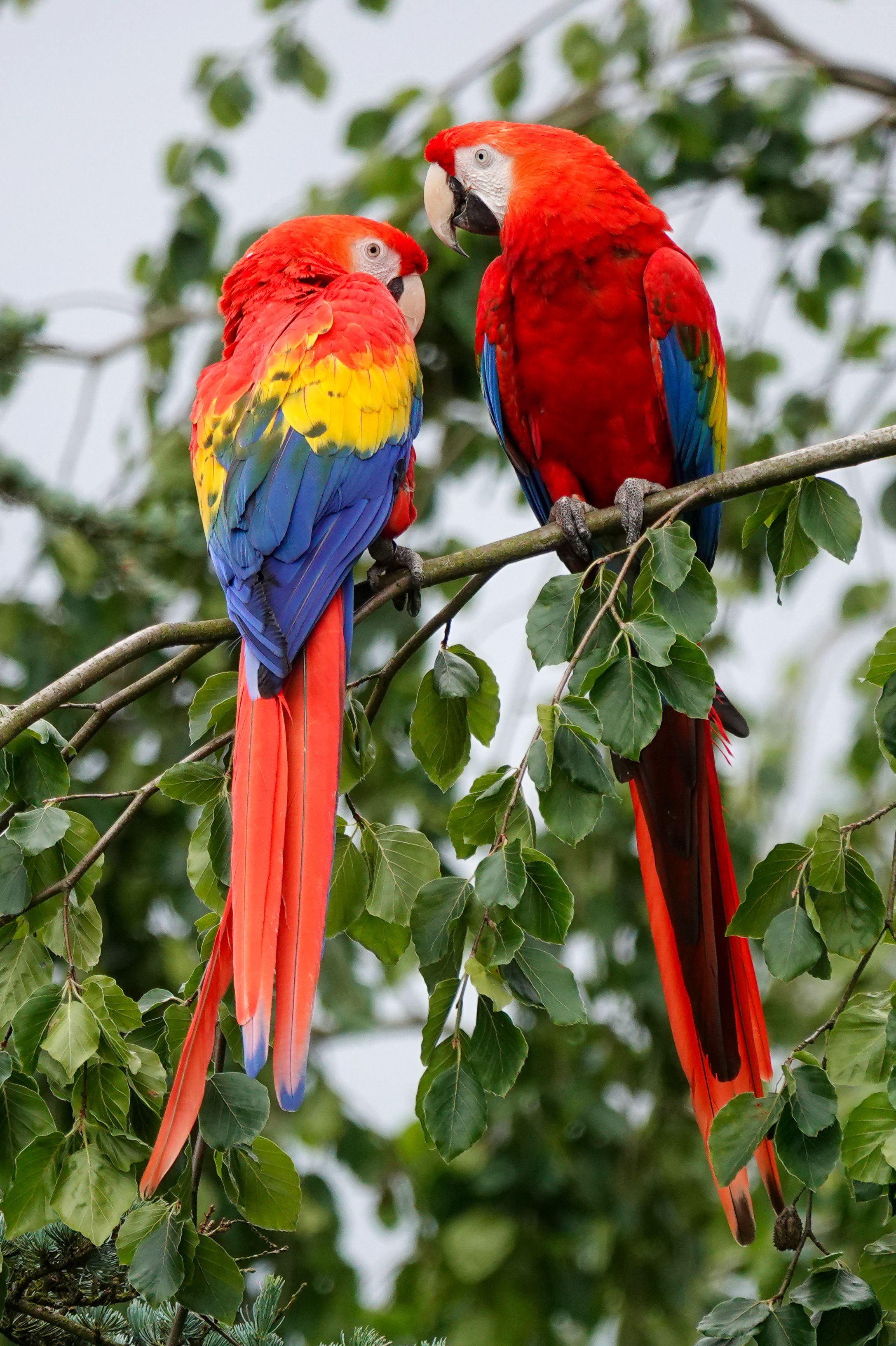 Two colorful scarlet macaws perched on a branch, showcasing their vibrant plumage against lush green foliage.