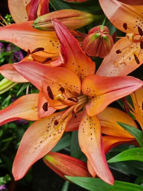 Free Detailed close-up of orange lilies showcasing vivid colors and intricate details. Stock Photo