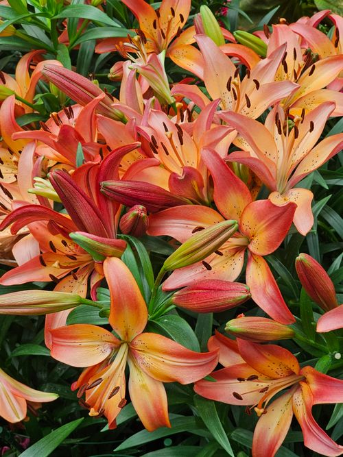Free A cluster of orange lilies showcasing vibrant colors and intricate petal patterns in a lush garden. Stock Photo
