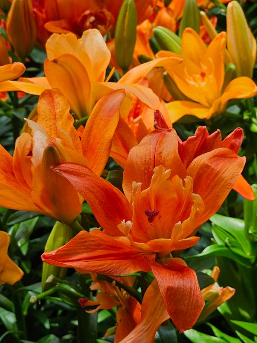 Free Close-up of vibrant orange lilies in full bloom, showcasing natural beauty and vivid colors. Stock Photo