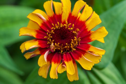 Free Detailed close-up of a vibrant yellow and red zinnia flower in full bloom, showcasing its intricate petals. Stock Photo