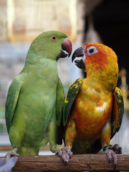 Free Colorful parrots chat on a perch in Qatar aviary, showcasing their vivid plumage. Stock Photo