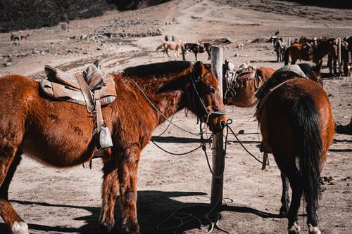 Free Horses with saddles resting in the Andean terrain of Cusco, Peru. Stock Photo