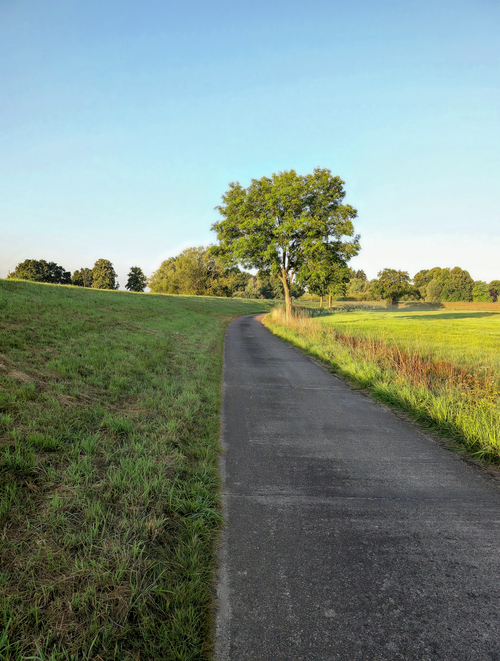 Free A peaceful rural path surrounded by green fields and a single tree under clear skies. Stock Photo