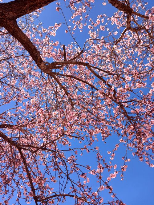 Free Stunning cherry blossom branches in full bloom against a vibrant blue sky, showcasing the essence of spring. Stock Photo