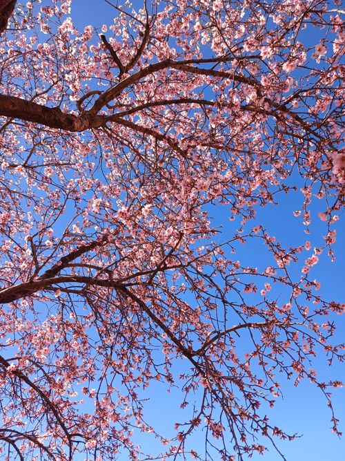 Free Stunning cherry blossom branches with vivid pink flowers set against a clear blue sky. Stock Photo