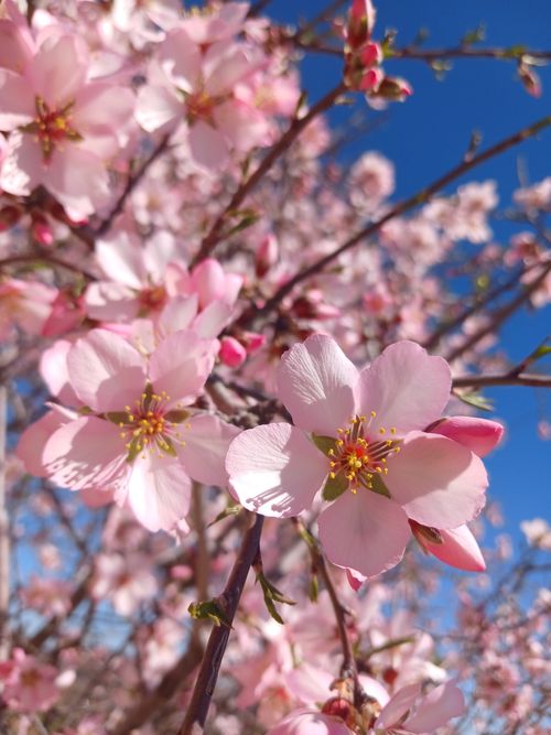 Free Close-up of cherry blossoms on a sunny day, showcasing vibrant pink petals and sky blue backdrop. Stock Photo