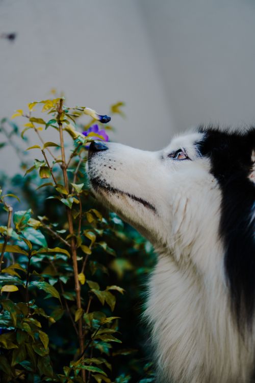 Free Siberian Husky gently sniffing a purple flower, showcasing nature and animal interaction. Stock Photo