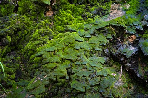Free Vibrant green moss covers rugged rocks in Pho Bang, Hà Giang, capturing natural beauty in Vietnam. Stock Photo