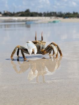 Detailed image of a fiddler crab walking on a reflective beach in Dar es Salaam, Tanzania.