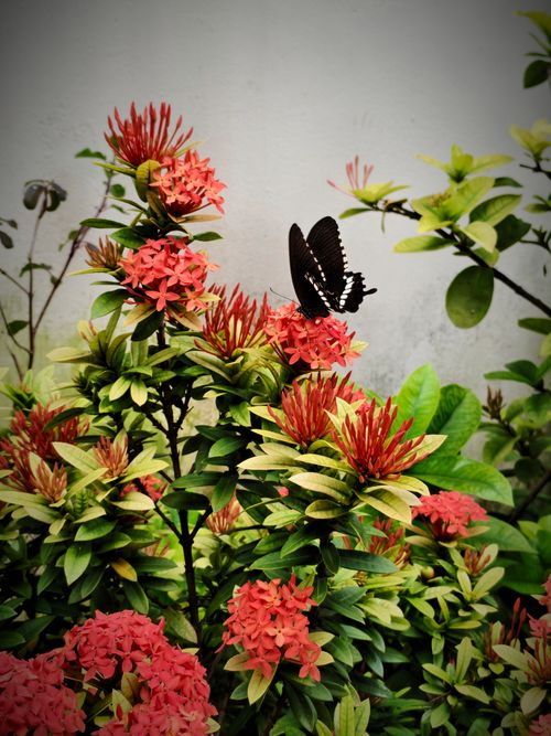 Free A black butterfly rests on colorful Ixora flowers, captured in Thiruvananthapuram, India. Stock Photo