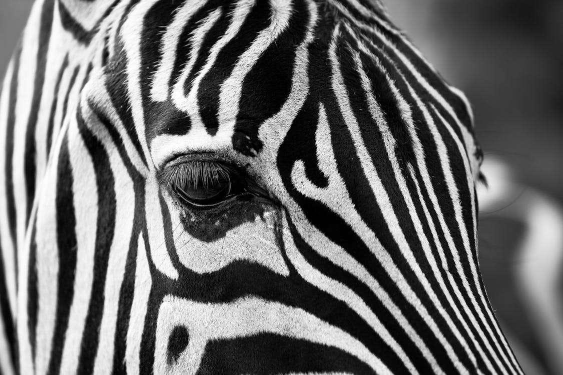 Grayscale Photography of Zebra