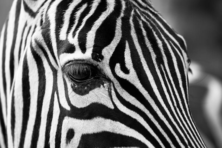 Grayscale Photography Of Zebra