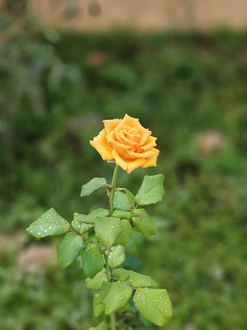Free Close-up of a vibrant yellow rose with dewdrops, set against a lush green background. Stock Photo