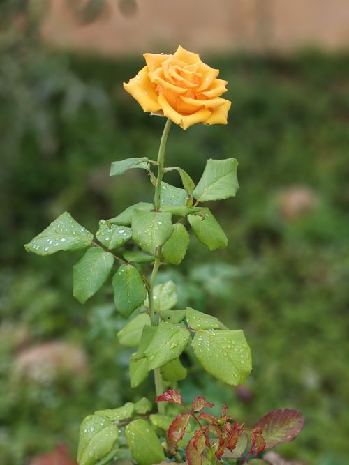 Free Close-up of a vibrant yellow rose with dewdrops in an outdoor garden setting. Stock Photo