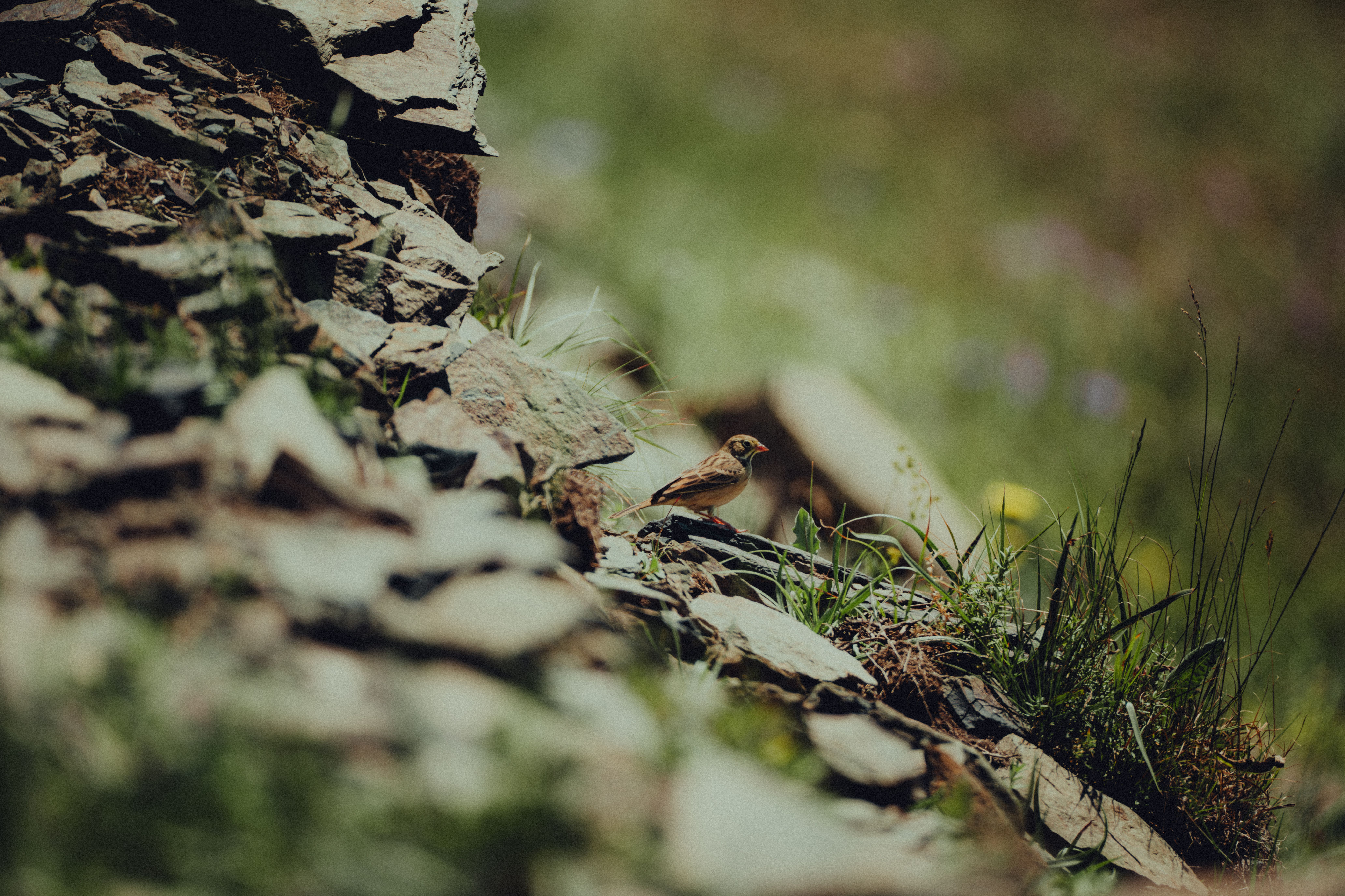 A small bird rests on rocky terrain amidst lush greenery in the Chechen Republic, Russia.