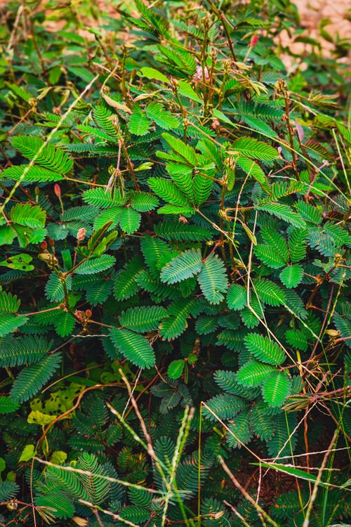 Free stock photo of humble plant, mimosa pudica, sensitive plant Stock Photo