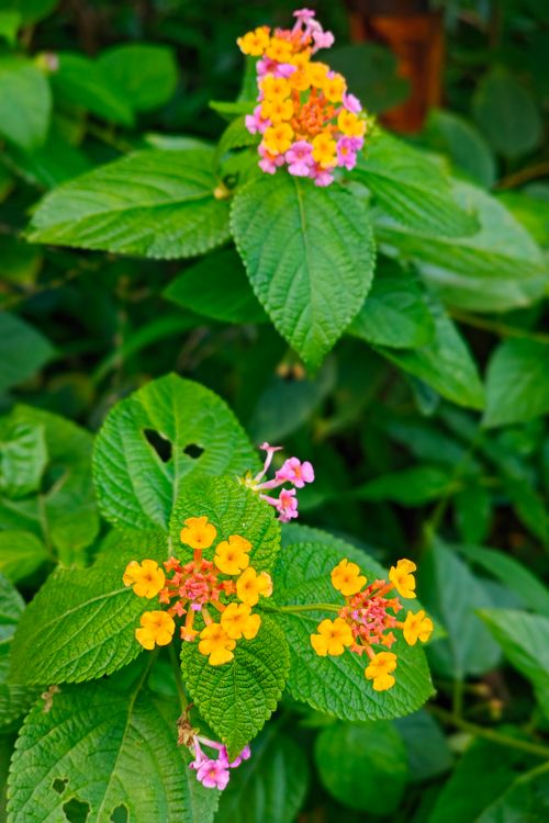 Free stock photo of aesthetic flowers, aromatic flowers, bright Stock Photo