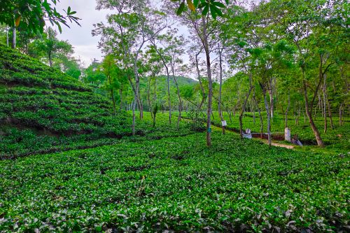Free stock photo of bangladesh tea plantation, green tea fields, hill station view Stock Photo