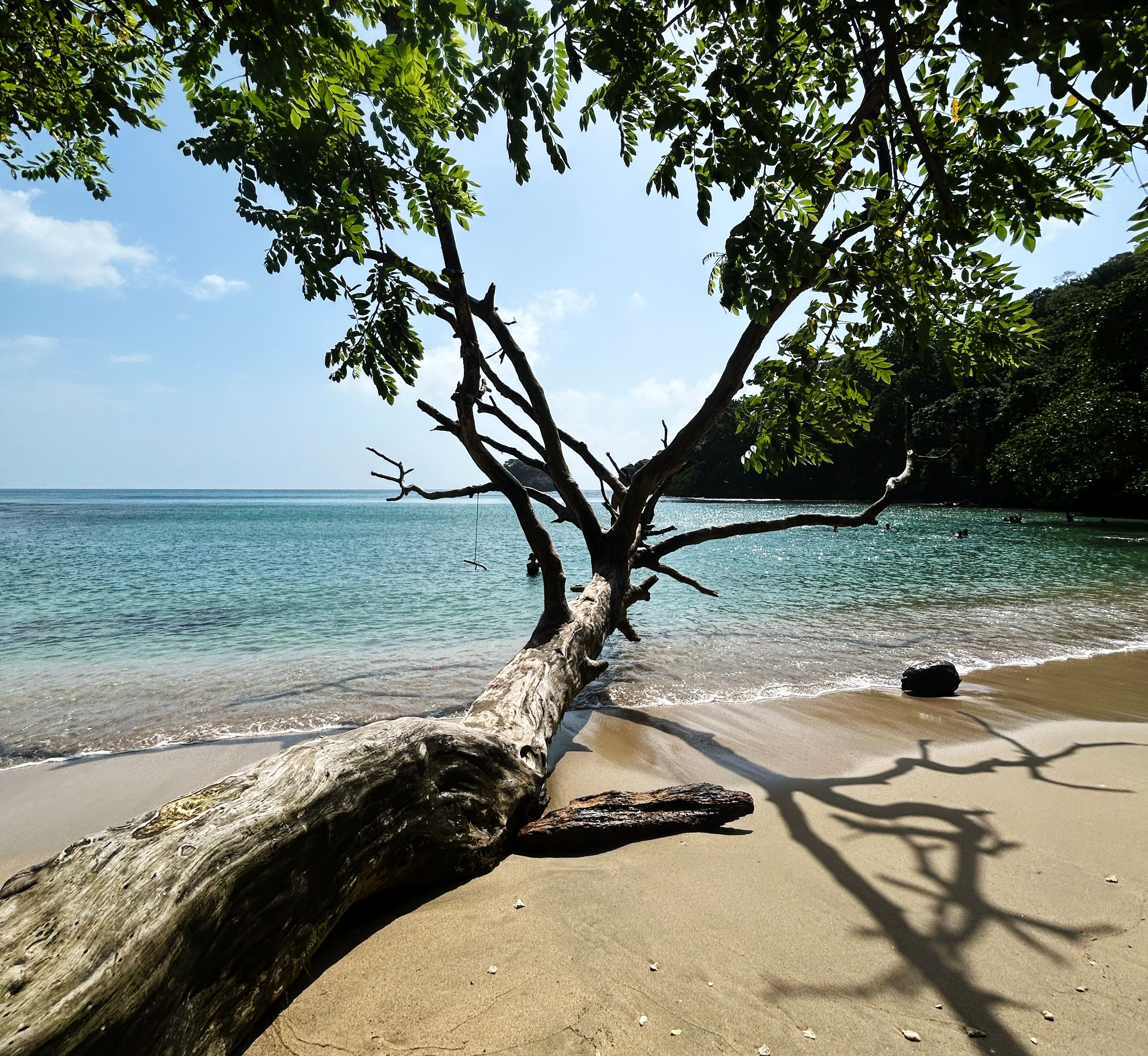 Tranquil beach scene with a fallen tree and turquoise waters in Panamá.