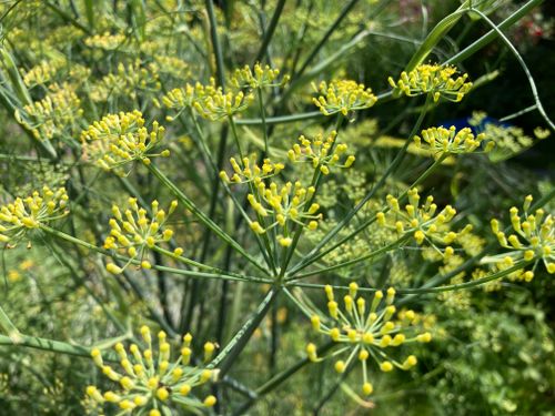 Free A vibrant close-up of yellow dill flowers in full bloom, set outdoors on a sunny day. Stock Photo