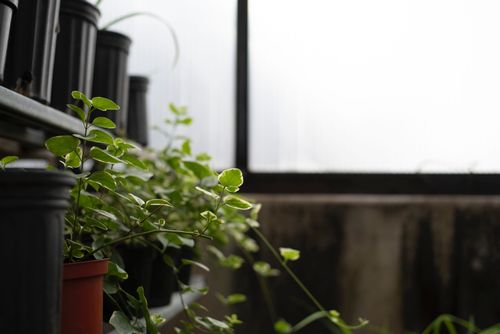 Free Rows of green potted plants inside a greenhouse with natural lighting. Stock Photo
