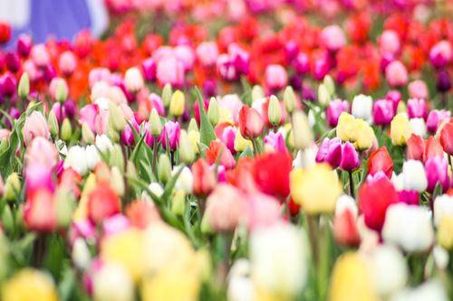 Free A colorful field of tulips in full bloom during spring in Hillegom, Netherlands. Stock Photo