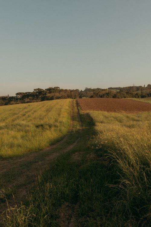 Free A tranquil rural landscape featuring a dirt pathway through grassy fields under a summer sky. Stock Photo