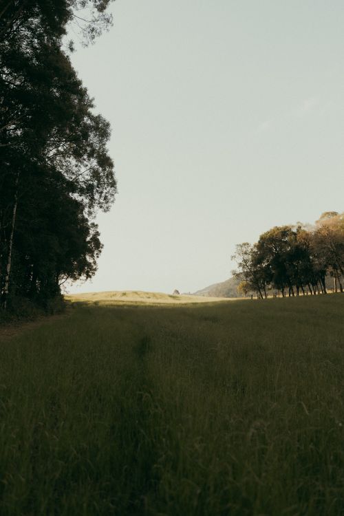 Free A serene meadow with a tree line under a clear sky, showcasing nature's tranquility. Stock Photo