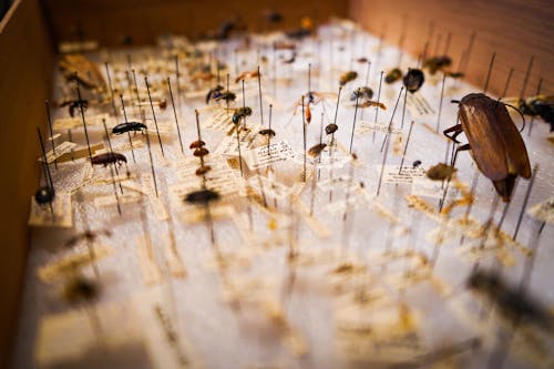 คลังภาพถ่ายฟรี ของ การรวบรวมแมลง, การเก็บรักษา, ของสะสม