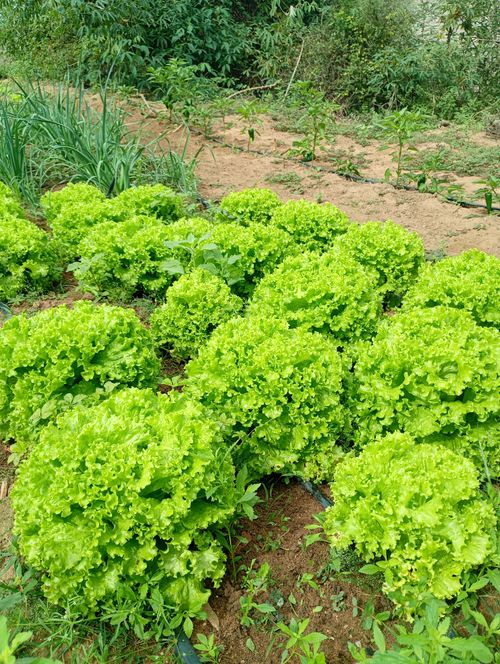 Free Bright green lettuce growing in a garden showcasing vibrant and healthy agriculture. Stock Photo