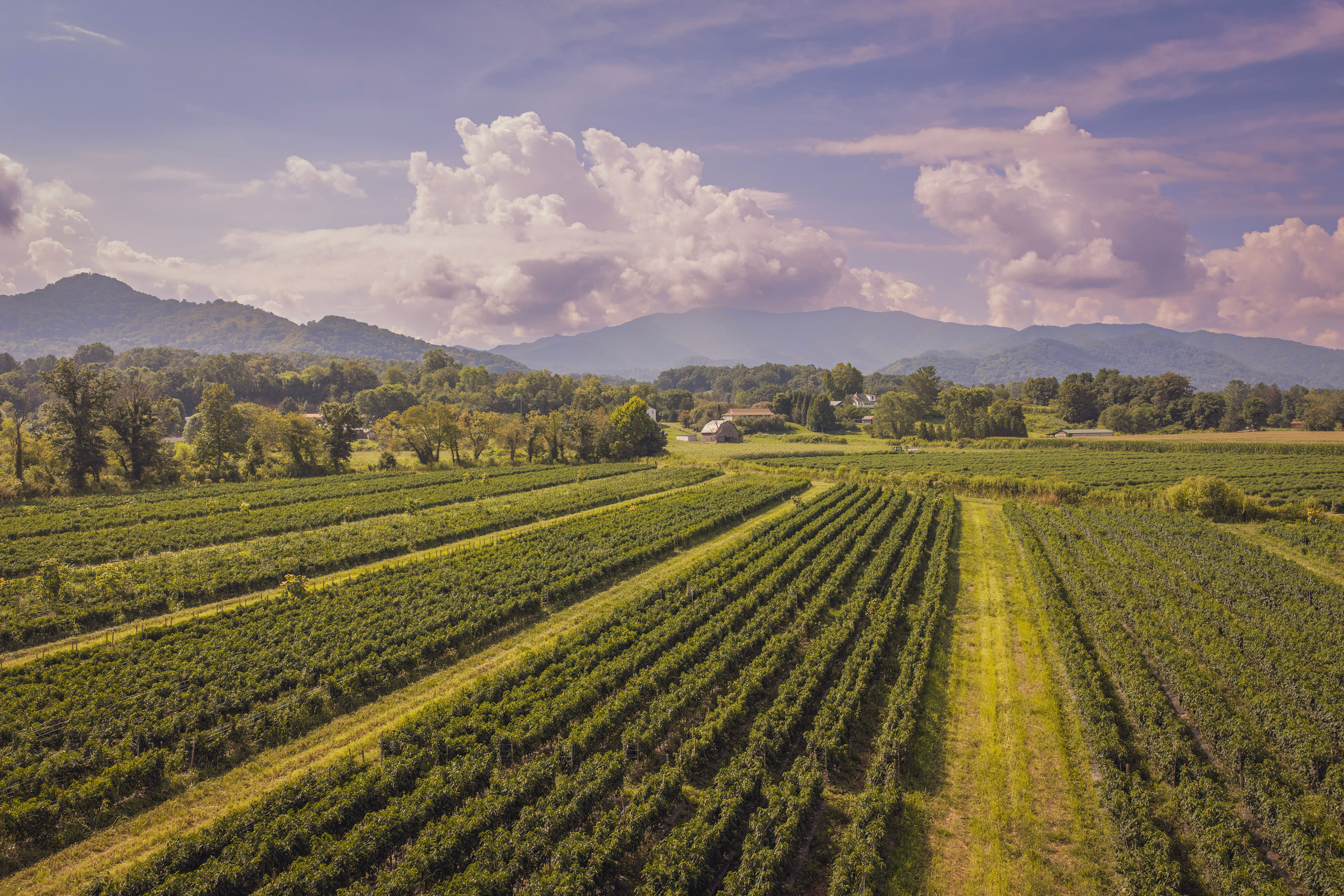 Serene aerial view of a lush vineyard with mountains in the backdrop under a vibrant sky.
