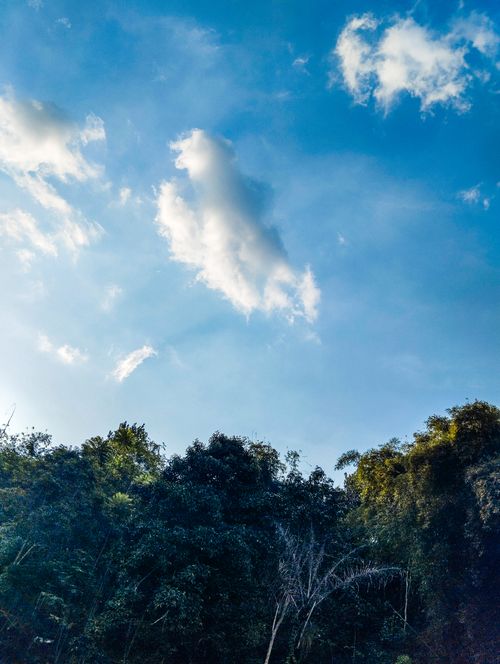 Free Vibrant view of a lush forest under a bright, cloud-speckled blue sky. Perfect for nature themes. Stock Photo