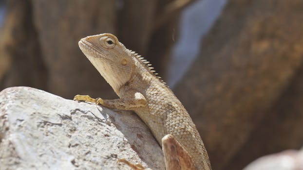 Detailed close-up of a bearded dragon basking on a rock, showcasing textured scales.