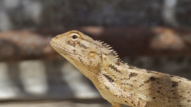 Detailed close-up of a bearded dragon lizard emphasizing scales and natural textures.