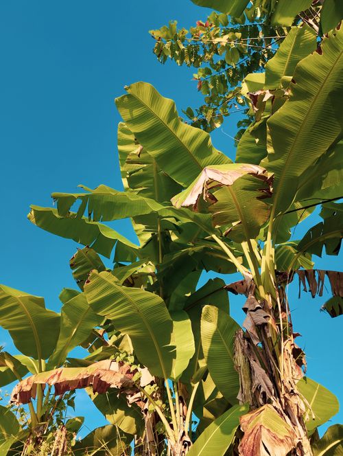 Free Lush banana trees reaching into a clear blue sky under bright sunlight. Stock Photo